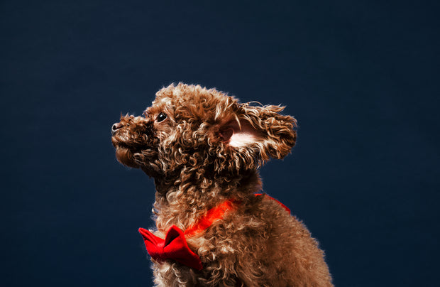 Banner image for: <h2>Explore Everything We Offer</h2>